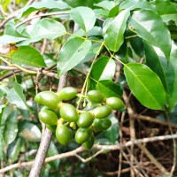 Jasminum flexile Vahl